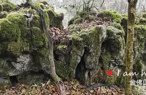 Eco-Stone Forest