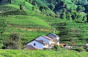 Meijiawu Tea Culture Village