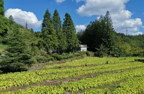 Shanwangping Ginkgo Forest