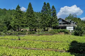 Shanwangping Ginkgo Forest