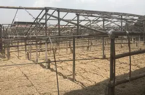 Jin Jin Xiang Tea Manor