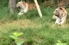 Hangzhou Wild Animal World - Children'S Zoo