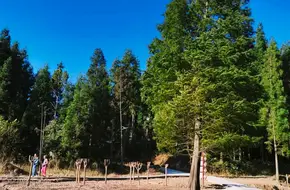 Simien Mountain Luosi Island Resort