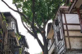 Ciqikou Xiao Jie West Window Academy