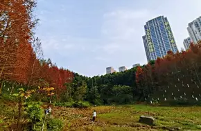 Chongqing Central Park-Jing Lake
