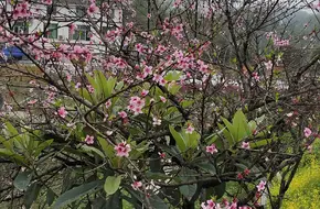 Zouma Peach Blossom Forest Xiaocheng Farmhouse