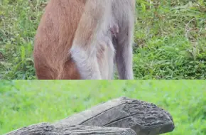 Hangzhou Zoo & Wildlife World - African Savanna