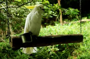 Bird Island