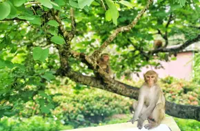 Nanwan Monkey Island