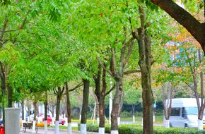 Meifeng Scenic Observation Deck