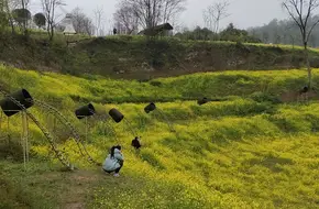 Zouma Peach Blossom Forest Xiaocheng Farmhouse