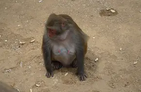 Monkey Sketch Show