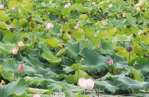 Xiang Lake Phase III