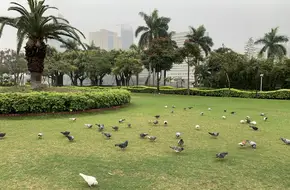Egret Island Park-Pigeon Square