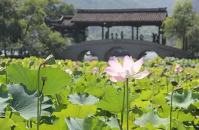 Lotus Village