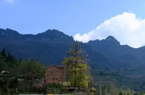 Ancient Ginkgo Garden