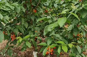 Meet Tianhe Eco-Farm