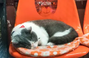 Xiamen Cat Museum
