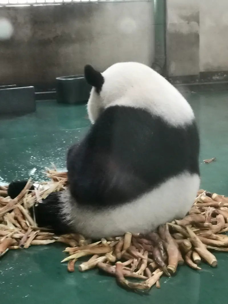 China Bamboo Expo Garden-Anji Giant Panda Pavilion