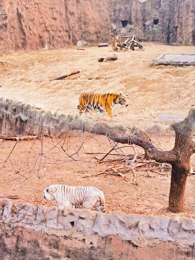 Qingdao Zoo