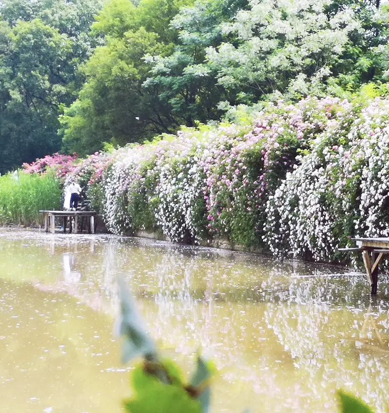 Nanjing Secret Garden