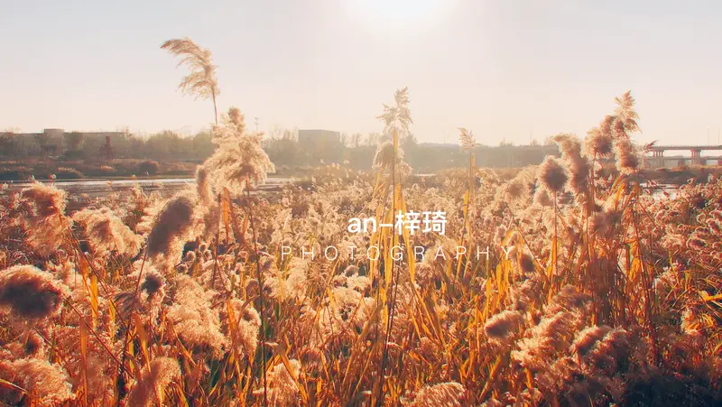 Bamboo Grove Temple Park