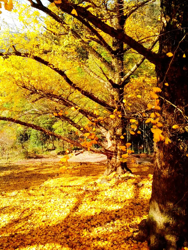 Haiyang Ginkgo