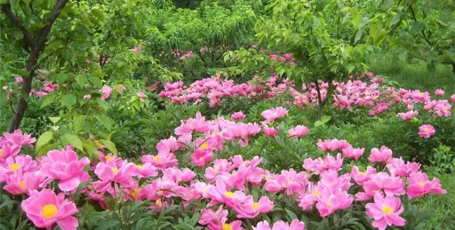 Lotus Mountain