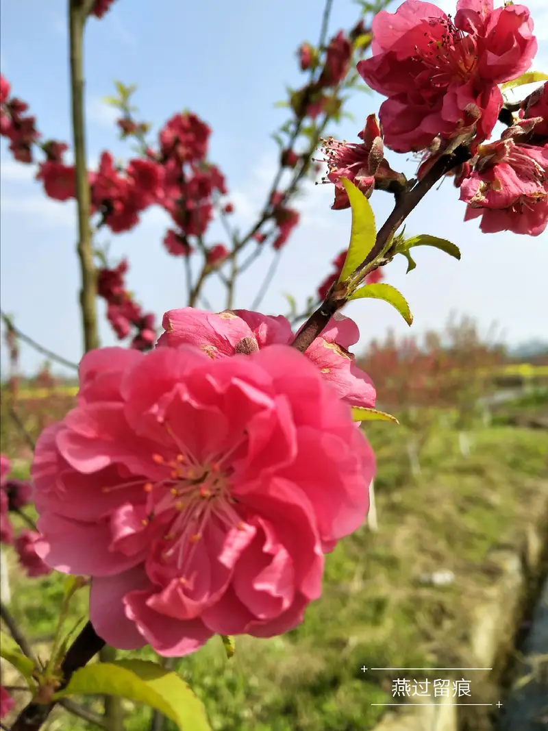 Yaotou Village