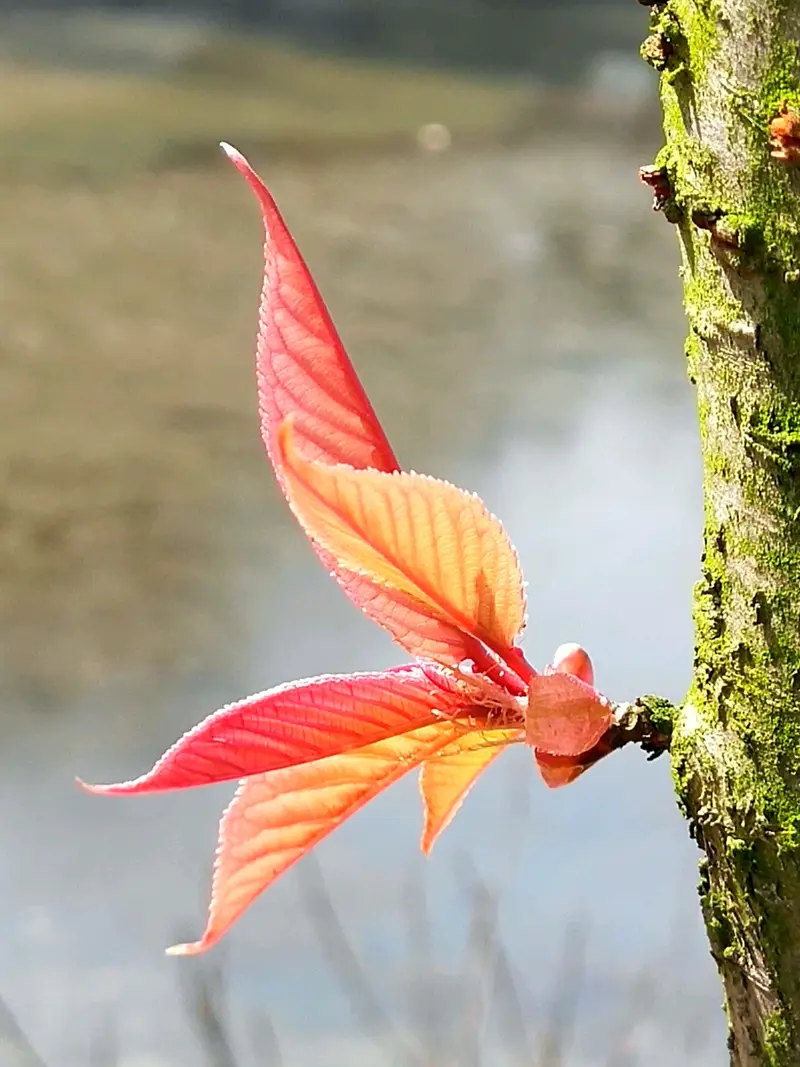 Nanjing Zhongshan Botanical Garden-Red Maple Hill