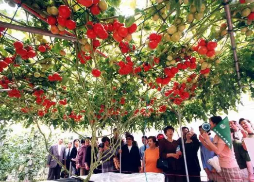 Yantai Agricultural Expo Park