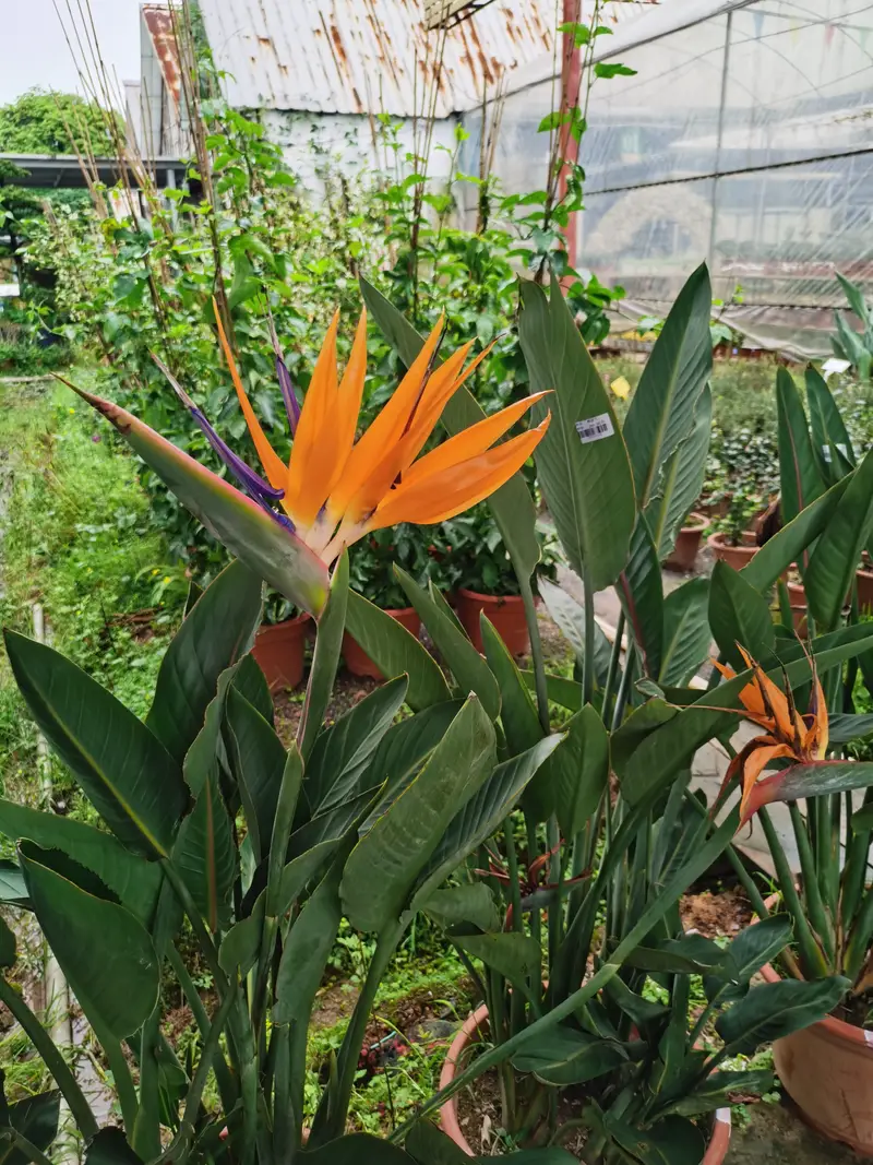 Guilin Yaoshan Flower Base