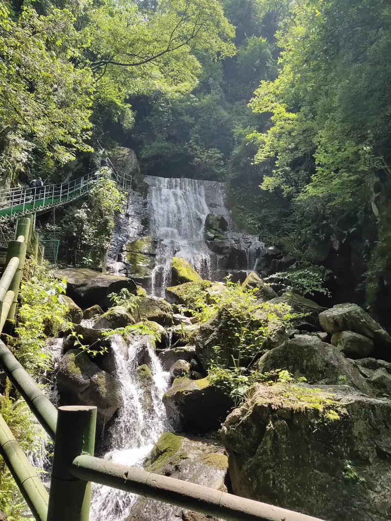Alpine Bamboo Sea