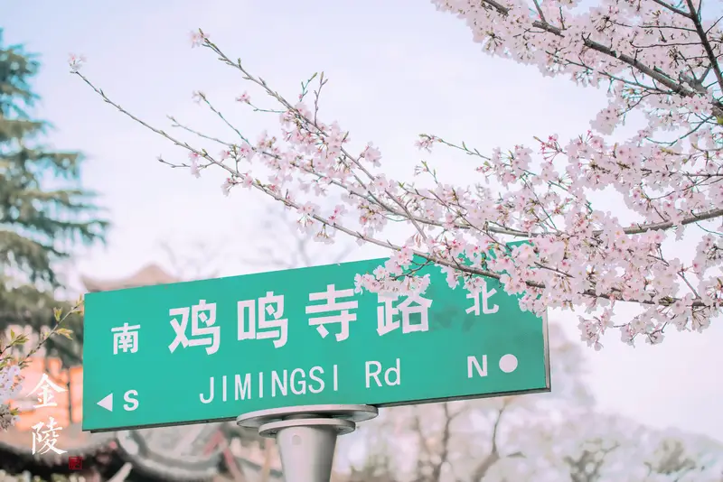 Cherry Blossom Avenue