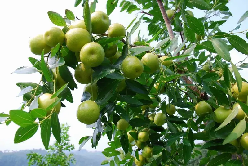 Fujiabu Mountain Fruit Sightseeing Orchard