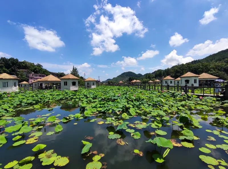 Lotus Pond Delight
