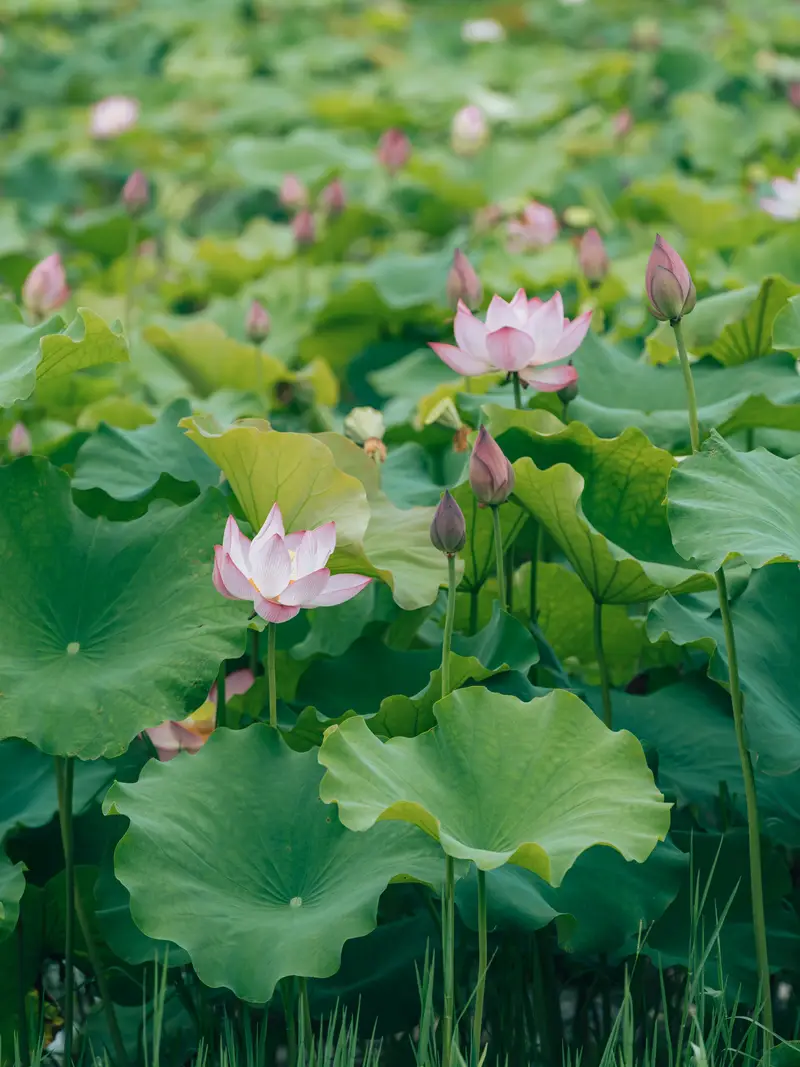 Xigeng Lotus Township