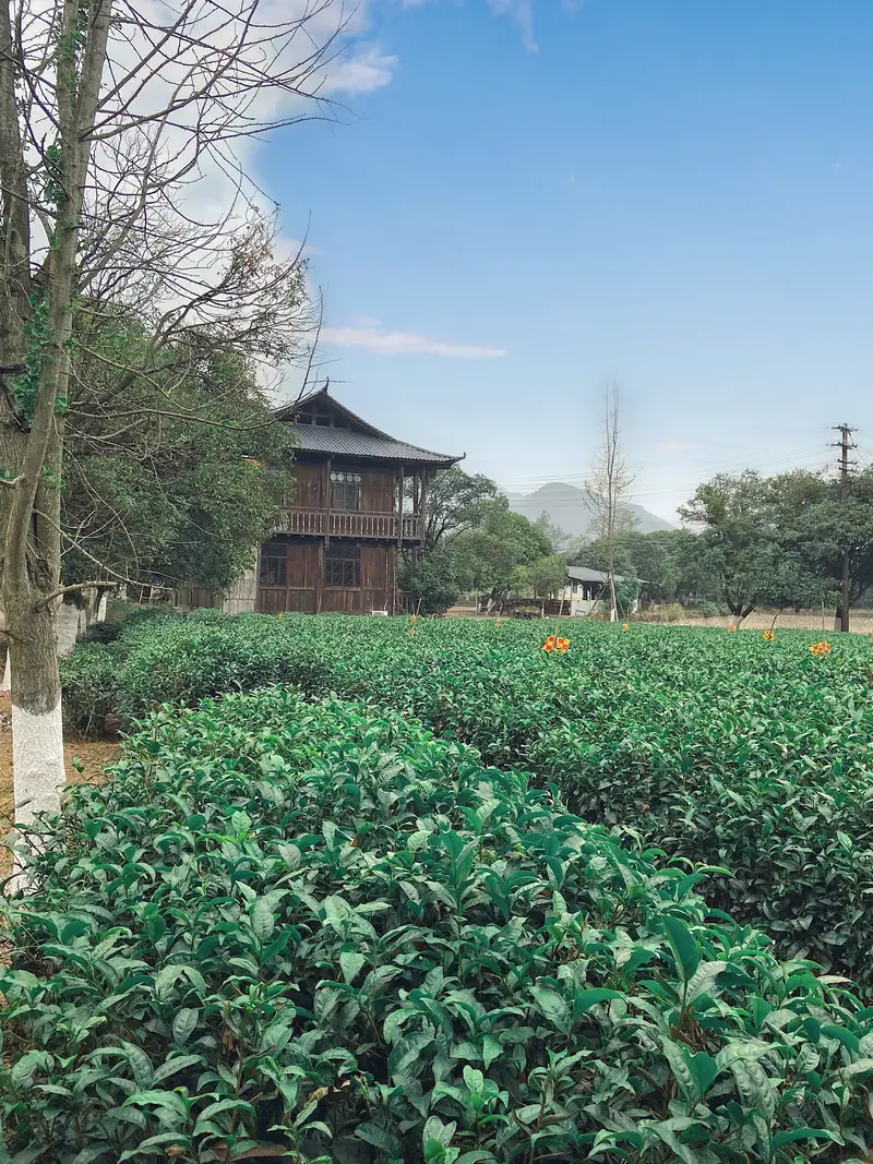 Guilin Tea Research Institute
