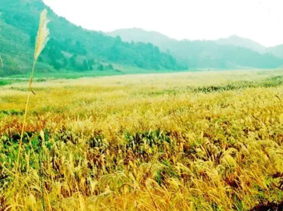 Thousand-Acre Meadow Scenic Area