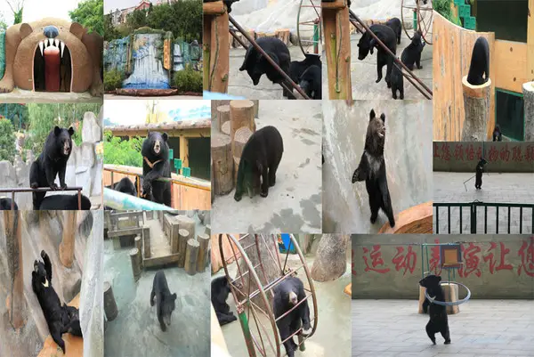 Qingdao Eastern Bear Ranch