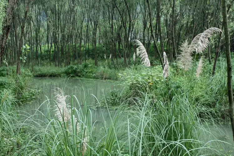Jiangyangfan Ecological Park