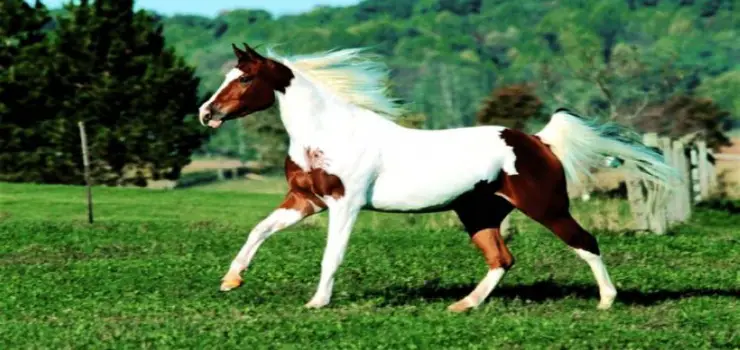 Jiahe Equestrian Park