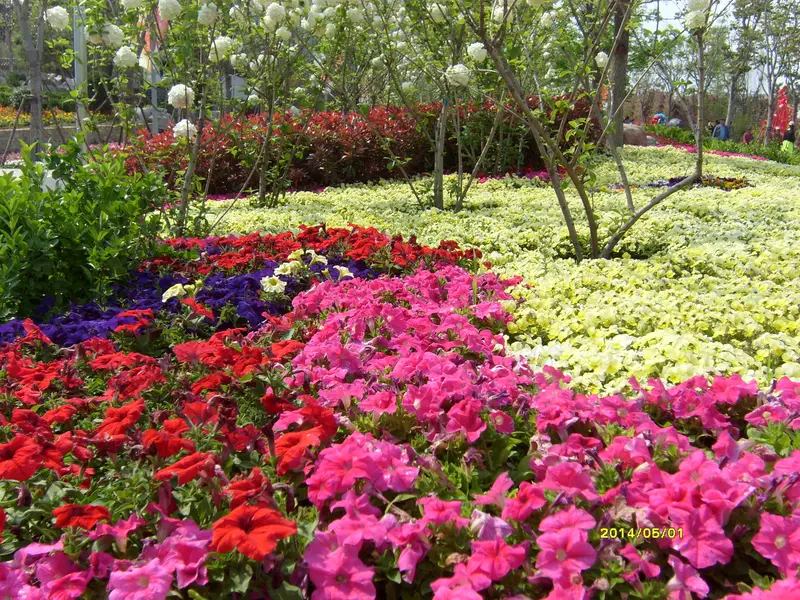 Qingdao World Horticultural Exposition