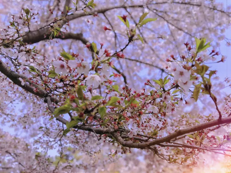 Nanshan Park