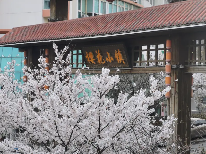 Cherry Blossom Town