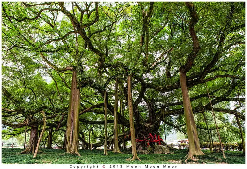 Giant Banyan Tree Scenic Area
