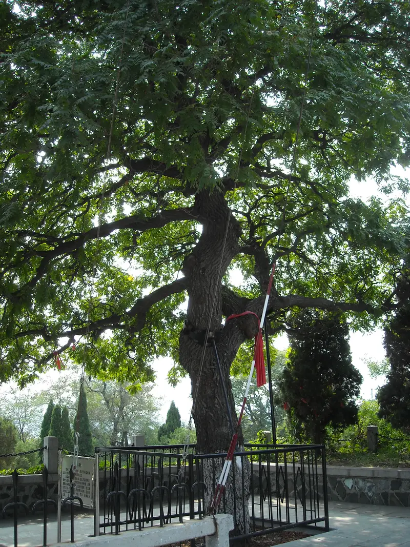 Old Goldenrain Tree