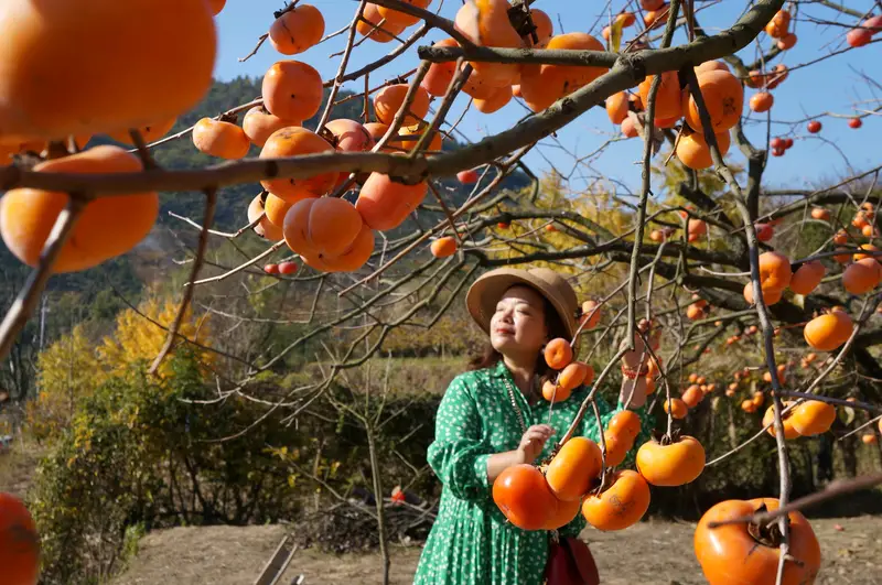 Persimmon Hometown