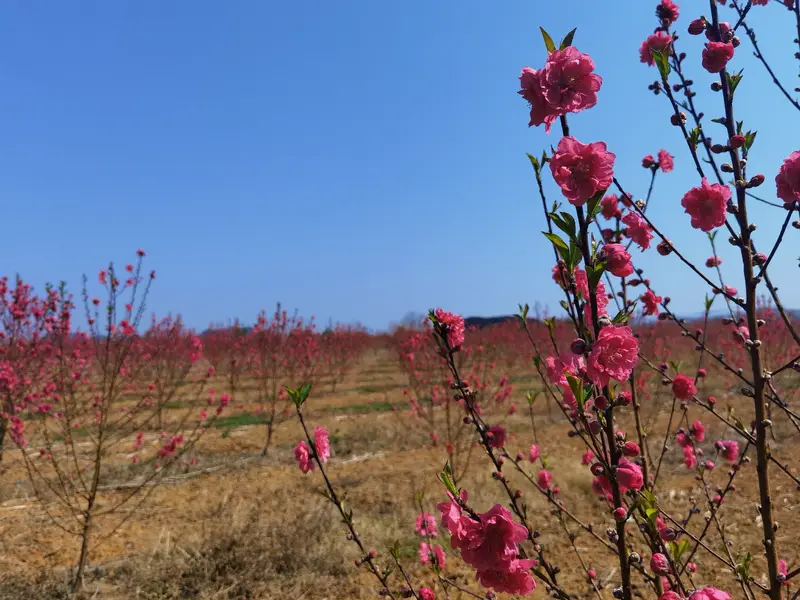 Ma Jia Fang Thirteen Yao Sea Of Flowers