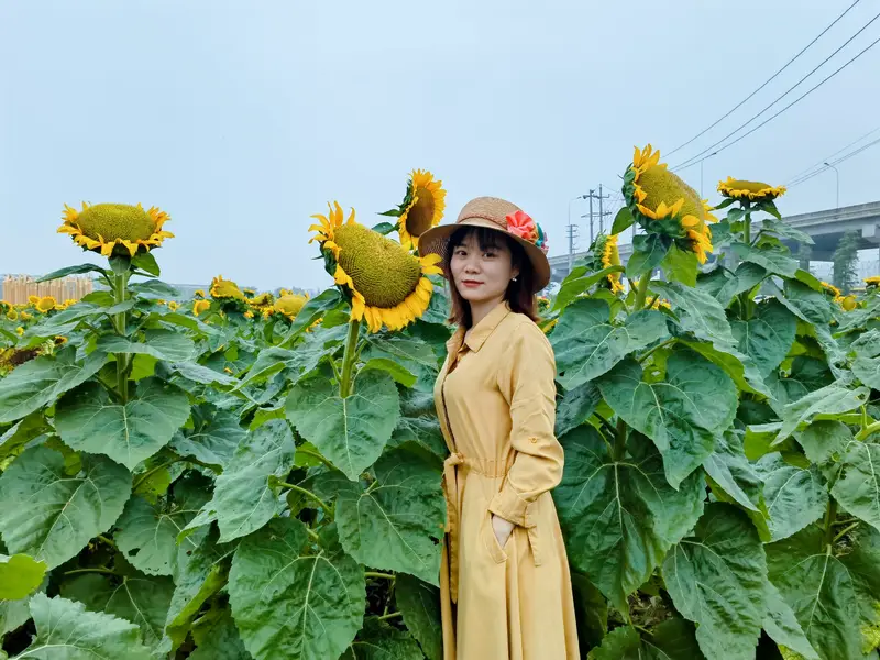 Zhangwei Sunflower Garden